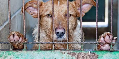 Pet B+: Dezembro verde: m&ecirc;s de combate ao abandono e maus-tratos de animais. Saiba como ajudar!