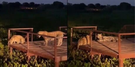 Casal de on&ccedil;as &eacute; flagrado durante fim de tarde no Pantanal de MS
