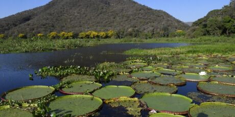 MS tem nova empresa respons&aacute;vel por gerir patrim&ocirc;nio ambiental do Estado