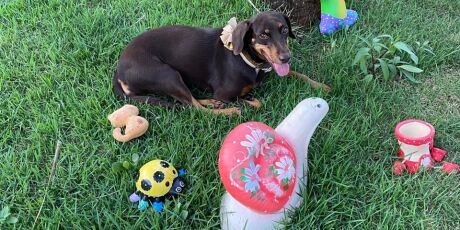 Saiba como acalmar os pets durante a queima de fogos de fim de ano