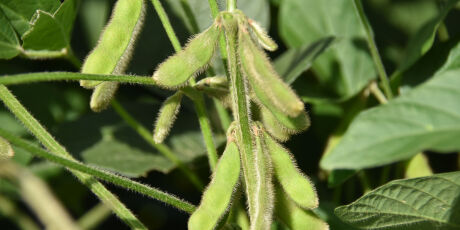 Chuvas irregulares geram incertezas em produtores de soja em Mato Grosso do Sul