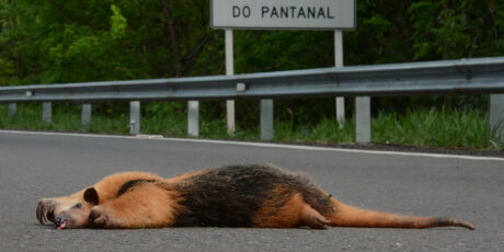 Minist&eacute;rio P&uacute;blico abre inqu&eacute;rito para investigar altas de atropelamentos de animais em rodovia 