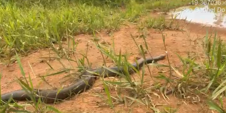 Sucuri-verde invade casa e tenta pegar animais dom&eacute;sticos em MS