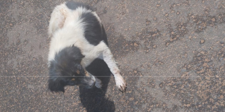 Surto de doen&ccedil;as em c&atilde;es e gatos p&otilde;e prefeitura na mira do Minist&eacute;rio P&uacute;blico