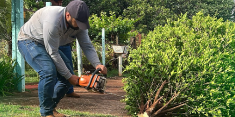 Prefeitura inicia erradica&ccedil;&atilde;o da murta em &aacute;rea urbana em MS