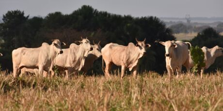 Suspeito de aplicar golpe milion&aacute;rio em pecuaristas de MS vira alvo da pol&iacute;cia