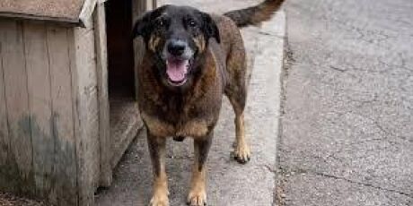 Defesa contesta autoria por jovem com v&iacute;deo do c&atilde;o ap&oacute;s hor&aacute;rio das agress&otilde;es do c&atilde;o Orelha