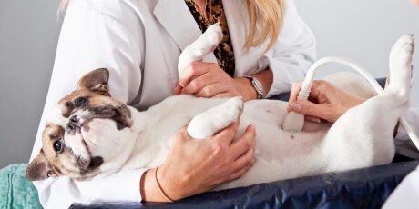 Como est&aacute; a sa&uacute;de dos pets no Brasil? PetCenso Sa&uacute;de revela dados in&eacute;ditos 