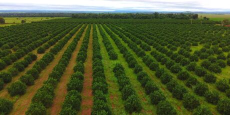 Prazo para entrega de Relat&oacute;rio que monitora a citricultura em MS termina em 15 de janeiro