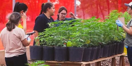 Antes mesmo da Anvisa aprovar, cannabis medicinal j&aacute; era realidade em MS