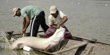 Pesquisa in&eacute;dita com genoma protege esp&eacute;cies de peixes da Amaz&ocirc;nia