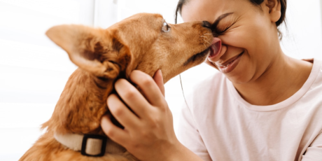 Lambidas de cachorros e gatos podem oferecer riscos &agrave; sa&uacute;de humana