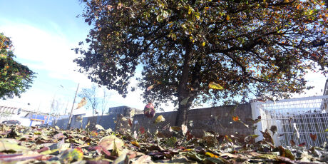 MP abre inqu&eacute;rito para investigar corte de uma &uacute;nica &aacute;rvore