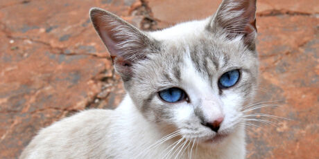 Agenda de castra&ccedil;&atilde;o reabre e tutores j&aacute; podem agendar procedimento