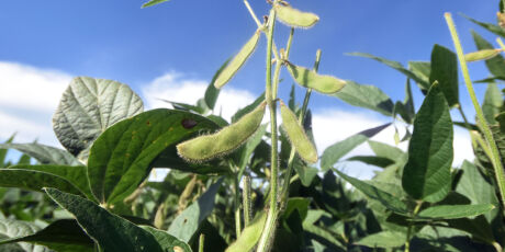 Milho puxa queda na safra de MS em 2026