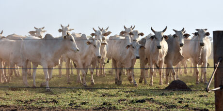 &Aacute;rea de pastagens recuperadas em MS &eacute; quatro vezes maior que Campo Grande