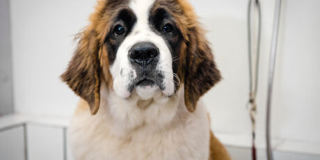 Min&uacute;sculas e comuns em c&atilde;es e gatos, as pulgas podem causar danos &agrave; sa&uacute;de dos pets