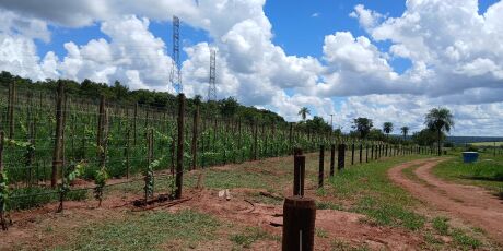 Regi&atilde;o leste de Campo Grande vai abrigar a primeira vin&iacute;cola a ser implementada na Capital