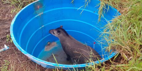Anta que caiu em caixa d'&aacute;gua &eacute; resgatada em Campo Grande