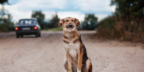 Abandonar animais na rua pode levar &agrave; cassa&ccedil;&atilde;o da CNH