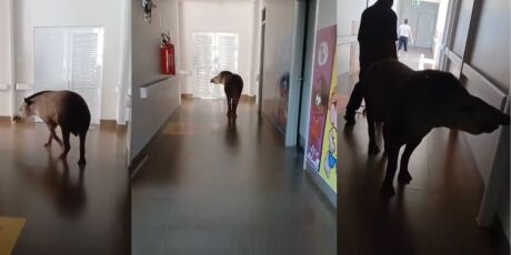 Anta &eacute; flagrada 'passeando' por corredores de hospital em MS