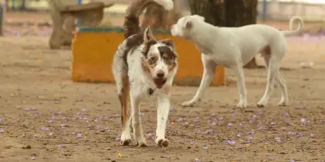 Exposi&ccedil;&atilde;o a multid&otilde;es no carnaval traz riscos &agrave; sa&uacute;de dos animais