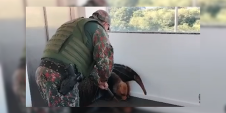 Tamandu&aacute;-bandeira &eacute; resgatado em shopping de Campo Grande