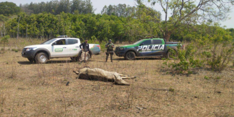 Empres&aacute;rio &eacute; multado em mais de R$ 500 mil por maus-tratos a bovinos no interior de MS 