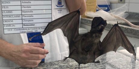 Sa&uacute;de confirma 3&ordm; caso de morcego infectado pela raiva s&oacute; neste ano