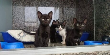 Primeira feira de ado&ccedil;&atilde;o do ano tem c&atilde;es e gatos &agrave; espera de um lar