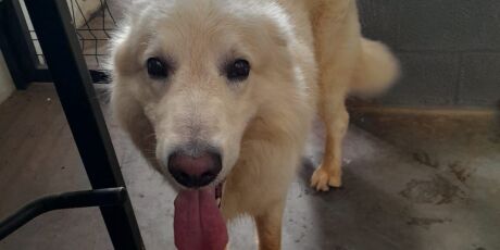 Pol&iacute;cia Civil encontra cachorro no Parque dos Poderes e tenta localizar tutor