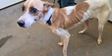 Homem que deixou cachorros amarrados sem comida &eacute; preso em MS