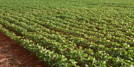 Expans&atilde;o da soja coloca Mato Grosso do Sul ente os destaques da safra brasileira