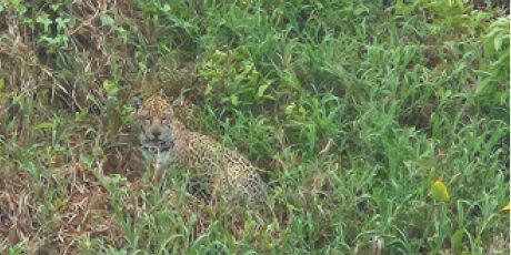 Passeios para turistas da COP15 em MS v&atilde;o de R$ 75 a R$ 34,5 mil