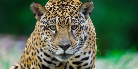 Entenda a import&acirc;ncia da COP15 ser no Pantanal de Mato Grosso do Sul