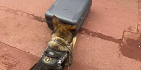 Jovem &eacute; presa com 15 kg de skunk em &ocirc;nibus na BR-262, em Corumb&aacute;