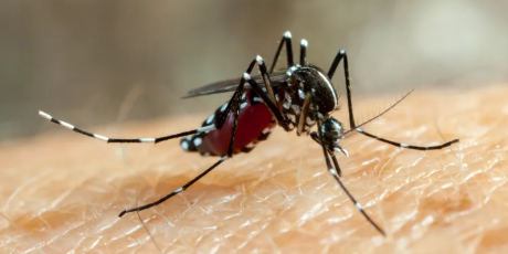 Prefeitura confirma 7&ordf; morte do ano por Chikungunya em MS