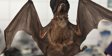 CCZ confirma 4&deg; morcego com raiva em Campo Grande