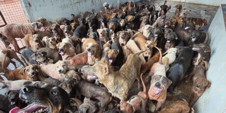 Instituto Guarda Animal: uma luta urgente pela sobreviv&ecirc;ncia e bem-estar animal em Campo Grande