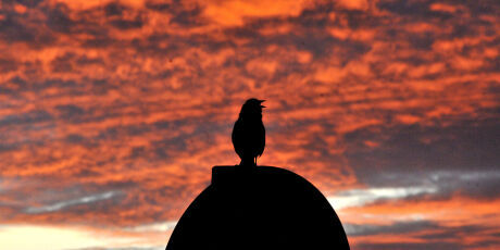 Ap&oacute;s Campo Grande pr&oacute;xima COP de esp&eacute;cies viaja para Alemanha