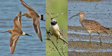 Veja as tr&ecirc;s aves que passam pelo Pantanal inclu&iacute;das em anexos da COP15
