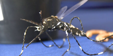 Beb&ecirc; morre e Chikungunya bate a 5&ordf; morte em 2026 no MS
