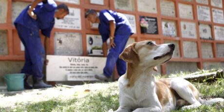 Projeto quer permitir sepultamento de animais em jazigos familiares de cemit&eacute;rios