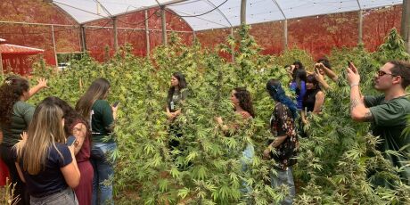 Especialistas discutem cannabis medicinal em evento na UFMS