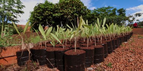 Bosque da COP15 quer atrair animais para fortalecer a biodiversidade local