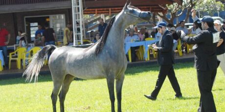 Expogrande ter&aacute; provas e julgamento de cavalos &aacute;rabes