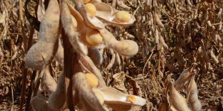 MS j&aacute; exportou mais de US$ 700 milh&otilde;es de soja em 2026