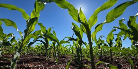 Guerra no Oriente M&eacute;dio eleva fertilizantes em at&eacute; 65% em MS