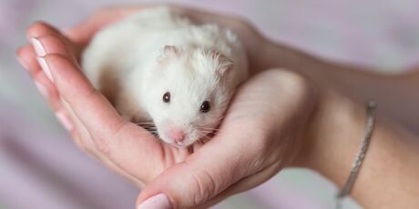 Hamster: Veja 7 cuidados para ter com o roedor