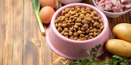 Alimenta&ccedil;&atilde;o natural pode reduzir doen&ccedil;as renais em animais de estima&ccedil;&atilde;o